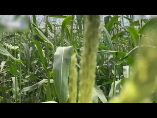 the guard catches the thief in the corn field and writes her fine in place of russian homemade porn